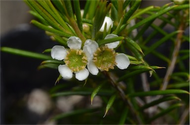 APII jpeg image of Hysterobaeckea sp.  © contact APII