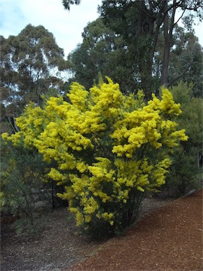 APII jpeg image of Acacia boormanii  © contact APII