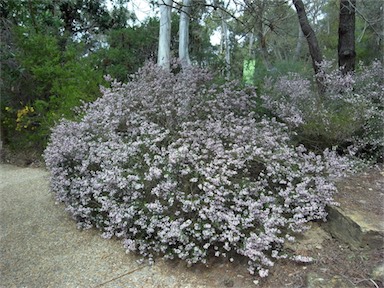 APII jpeg image of Boronia anemonifolia  © contact APII