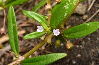 APII jpeg image of Oldenlandia corymbosa var. corymbosa  © contact APII