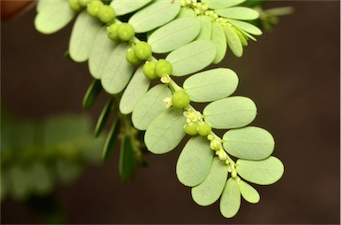 APII jpeg image of Phyllanthus tenellus  © contact APII