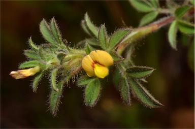 APII jpeg image of Stylosanthes scabra  © contact APII