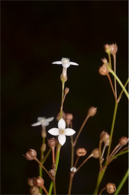 APII jpeg image of Oldenlandia mitrasacmoides subsp. mitrasacmoides  © contact APII