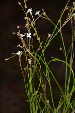 APII jpeg image of Oldenlandia mitrasacmoides subsp. mitrasacmoides  © contact APII