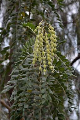 APII jpeg image of Sophora tomentosa  © contact APII