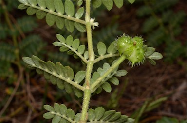 APII jpeg image of Tribulus micrococcus  © contact APII