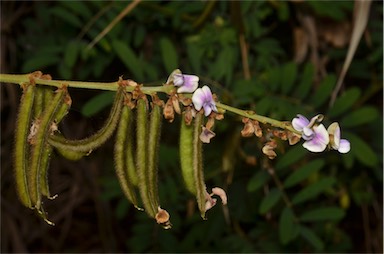 APII jpeg image of Tephrosia noctiflora  © contact APII