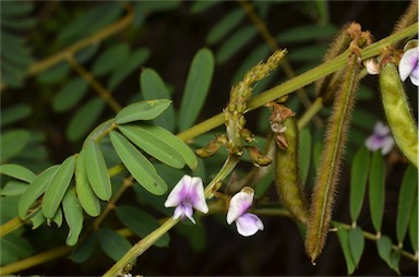 APII jpeg image of Tephrosia noctiflora  © contact APII