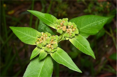 APII jpeg image of Euphorbia heterophylla  © contact APII