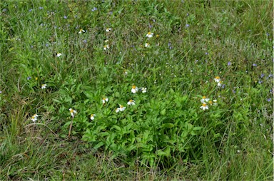 APII jpeg image of Bidens alba  © contact APII