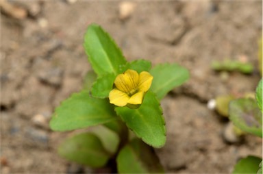 APII jpeg image of Mecardonia procumbens  © contact APII