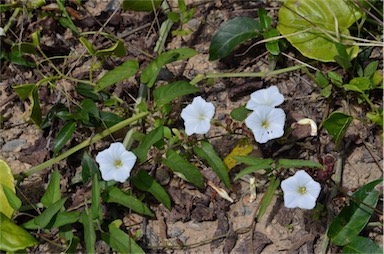 APII jpeg image of Merremia umbellata subsp. orientalis  © contact APII