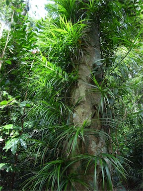 APII jpeg image of Freycinetia excelsa  © contact APII