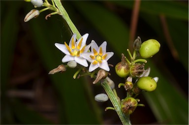 APII jpeg image of Dianella caerulea var. vannata  © contact APII