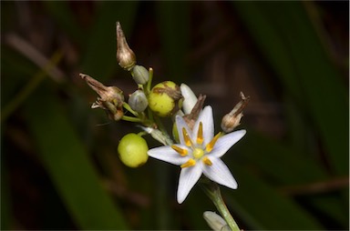 APII jpeg image of Dianella caerulea var. vannata  © contact APII