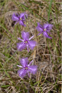 APII jpeg image of Thysanotus banksii  © contact APII