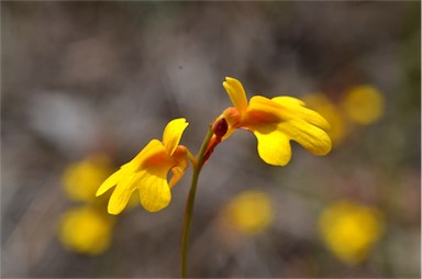 APII jpeg image of Utricularia chrysantha  © contact APII