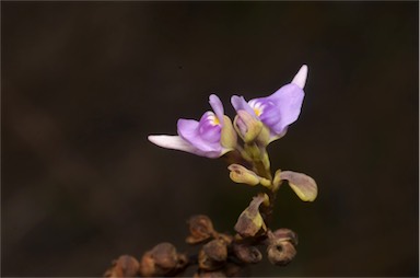 APII jpeg image of Utricularia caerulea  © contact APII