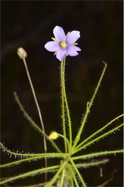 APII jpeg image of Byblis liniflora  © contact APII