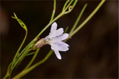 APII jpeg image of Lechenaultia filiformis  © contact APII