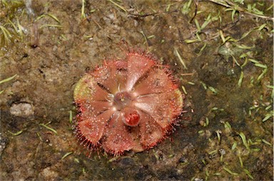 APII jpeg image of Drosera spatulata  © contact APII