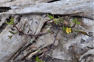 APII jpeg image of Goodenia pilosa  © contact APII