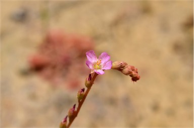 APII jpeg image of Drosera spatulata  © contact APII