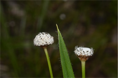 APII jpeg image of Eriocaulon australe  © contact APII