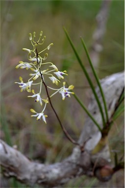 APII jpeg image of Dendrobium canaliculatum  © contact APII