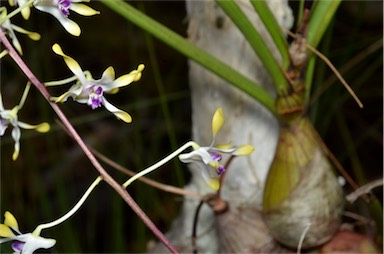 APII jpeg image of Dendrobium canaliculatum  © contact APII