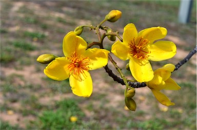 APII jpeg image of Cochlospermum gillivraei  © contact APII