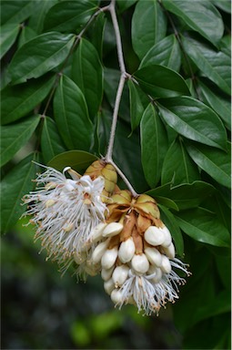 APII jpeg image of Maniltoa lenticellata  © contact APII