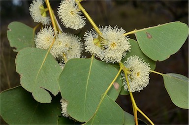 APII jpeg image of Eucalyptus platyphylla  © contact APII