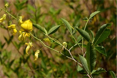 APII jpeg image of Crotalaria laburnifolia subsp. laburnifolia  © contact APII