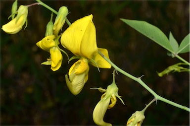 APII jpeg image of Crotalaria laburnifolia subsp. laburnifolia  © contact APII