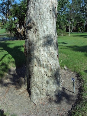 APII jpeg image of Melaleuca dealbata  © contact APII