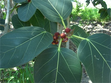 APII jpeg image of Ficus virens  © contact APII