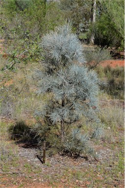 APII jpeg image of Acacia peuce  © contact APII