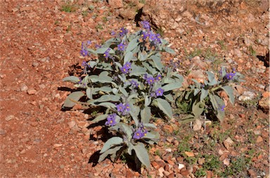 APII jpeg image of Solanum quadriloculatum  © contact APII