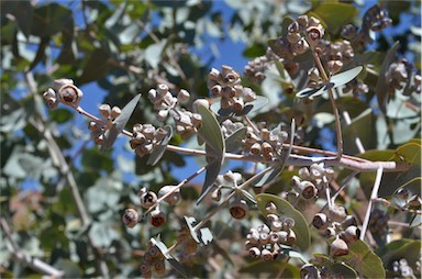 APII jpeg image of Eucalyptus gamophylla  © contact APII