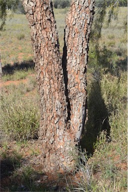 APII jpeg image of Corymbia opaca  © contact APII