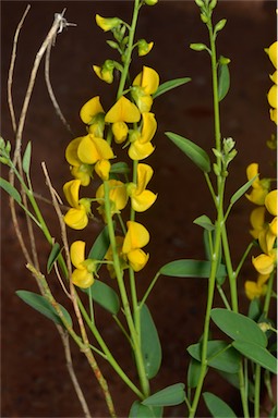 APII jpeg image of Crotalaria eremaea  © contact APII