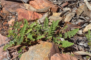 APII jpeg image of Cheilanthes lasiophylla  © contact APII