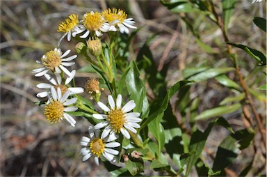 APII jpeg image of Olearia ferresii  © contact APII