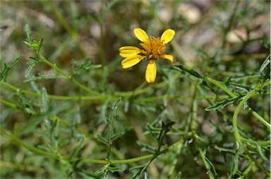 APII jpeg image of Apowollastonia stirlingii subsp. fontaliciana  © contact APII