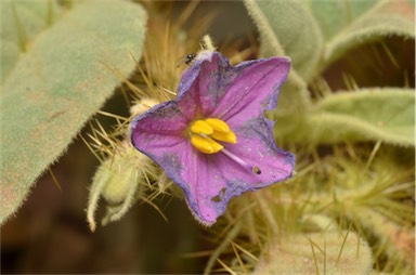 APII jpeg image of Solanum aridicola  © contact APII