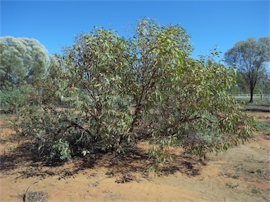 APII jpeg image of Eucalyptus transcontinentalis  © contact APII