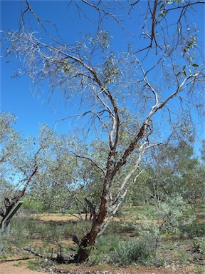 APII jpeg image of Eucalyptus mannensis  © contact APII