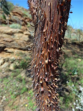 APII jpeg image of Acacia cyperophylla  © contact APII