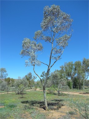 APII jpeg image of Eucalyptus gongylocarpa  © contact APII